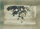 hanging branch