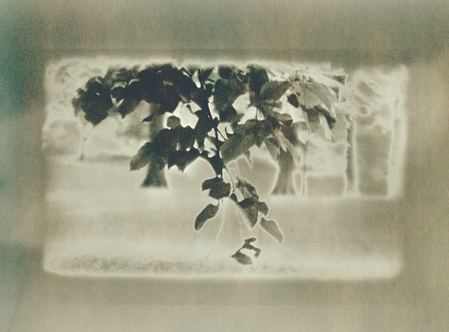 hanging branch