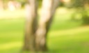 lux close tree trunk