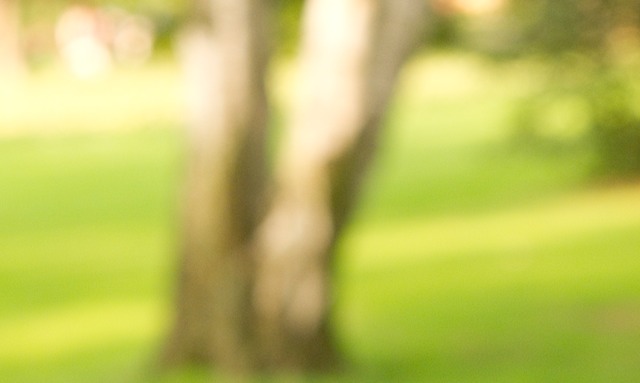 lux close tree trunk
