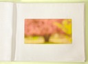 Pink Tree Plantes 21.5x40crop-1Tyellow