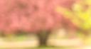 pink tree PlantesA