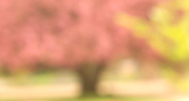 pink tree PlantesA