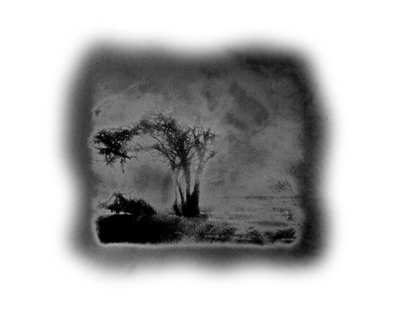 solarized tree snow storm 