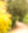 yellow road plantes