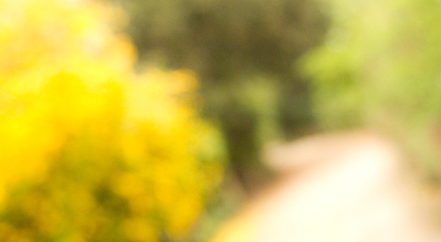 yellow rd plantes