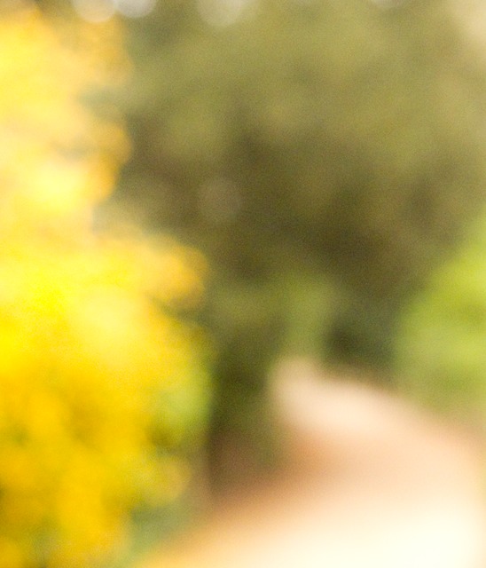 yellow road plantes