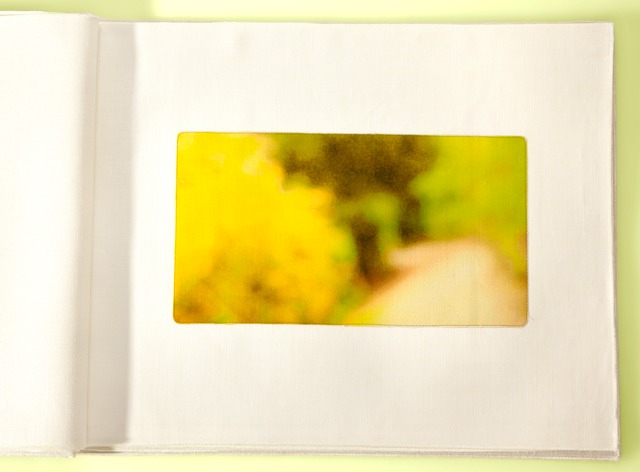 Yelow Path 2 Plantes 22x40cropTyellow