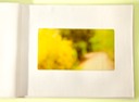 Yelow Path 2 Plantes 22x40cropTyellow